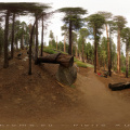 360-Mariposa grove-Yosemite Park-Californie