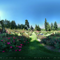 360_Roses-Garden1_Portland_Oregon.jpg