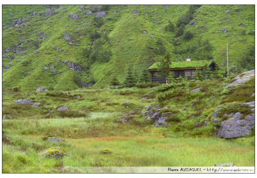 norvege toit herbe (336 visites) norvege toit herbe