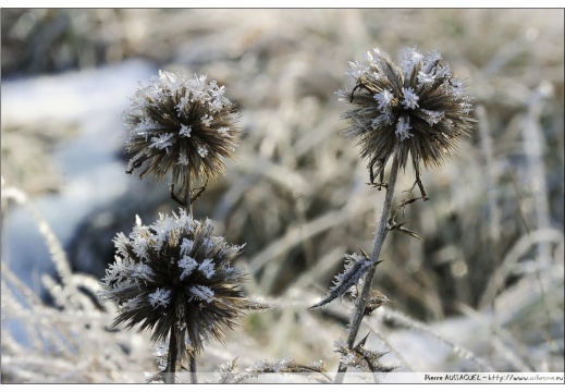 macro1 (114 visits) macro1
