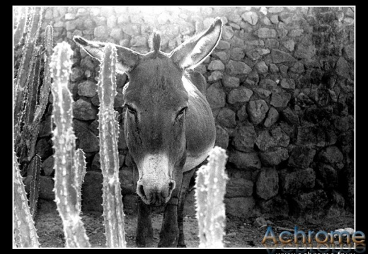 cameroun p4 02 (123 visites) cameroun p4 02