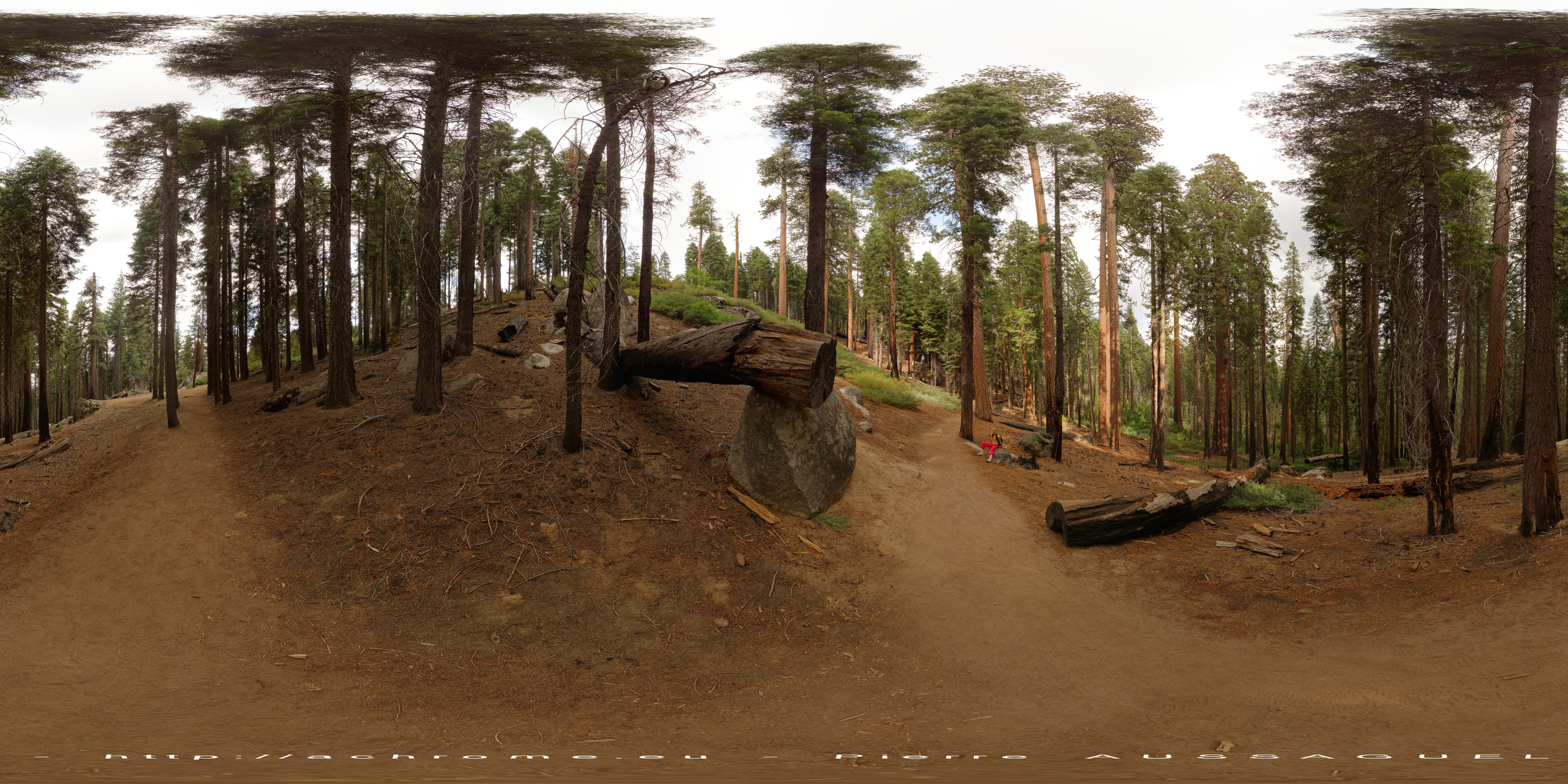 360-Mariposa_grove-Yosemite_Park-Californie.jpg